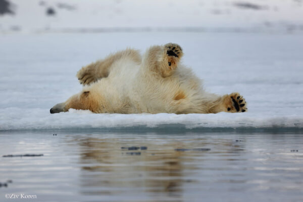 Polar Bears — Svalbard Cruise - Image 7