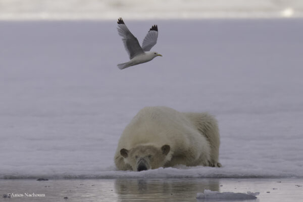 Polar Bears — Svalbard Cruise - Image 4