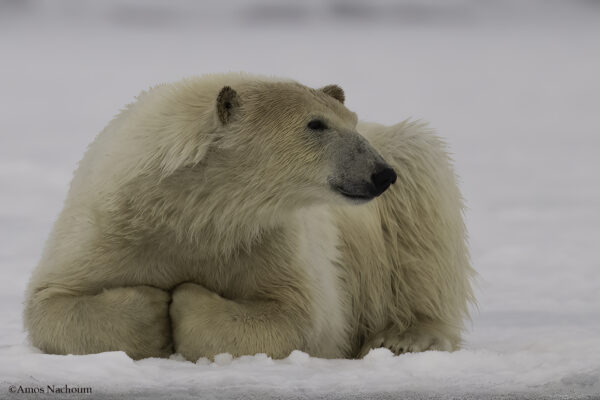 Polar Bears — Svalbard Cruise - Image 2