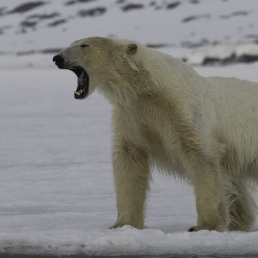 Polar Bears — Svalbard Cruise