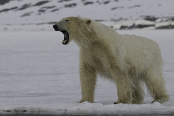 Polar Bears — Svalbard Cruise