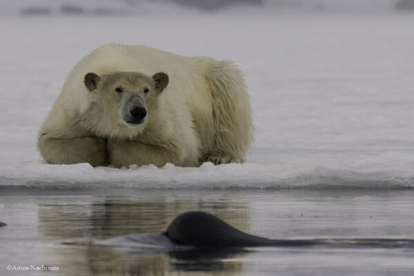 Polar Bears — Svalbard Cruise - Image 5