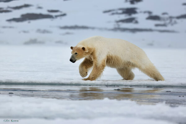 Polar Bears — Svalbard Cruise - Image 6