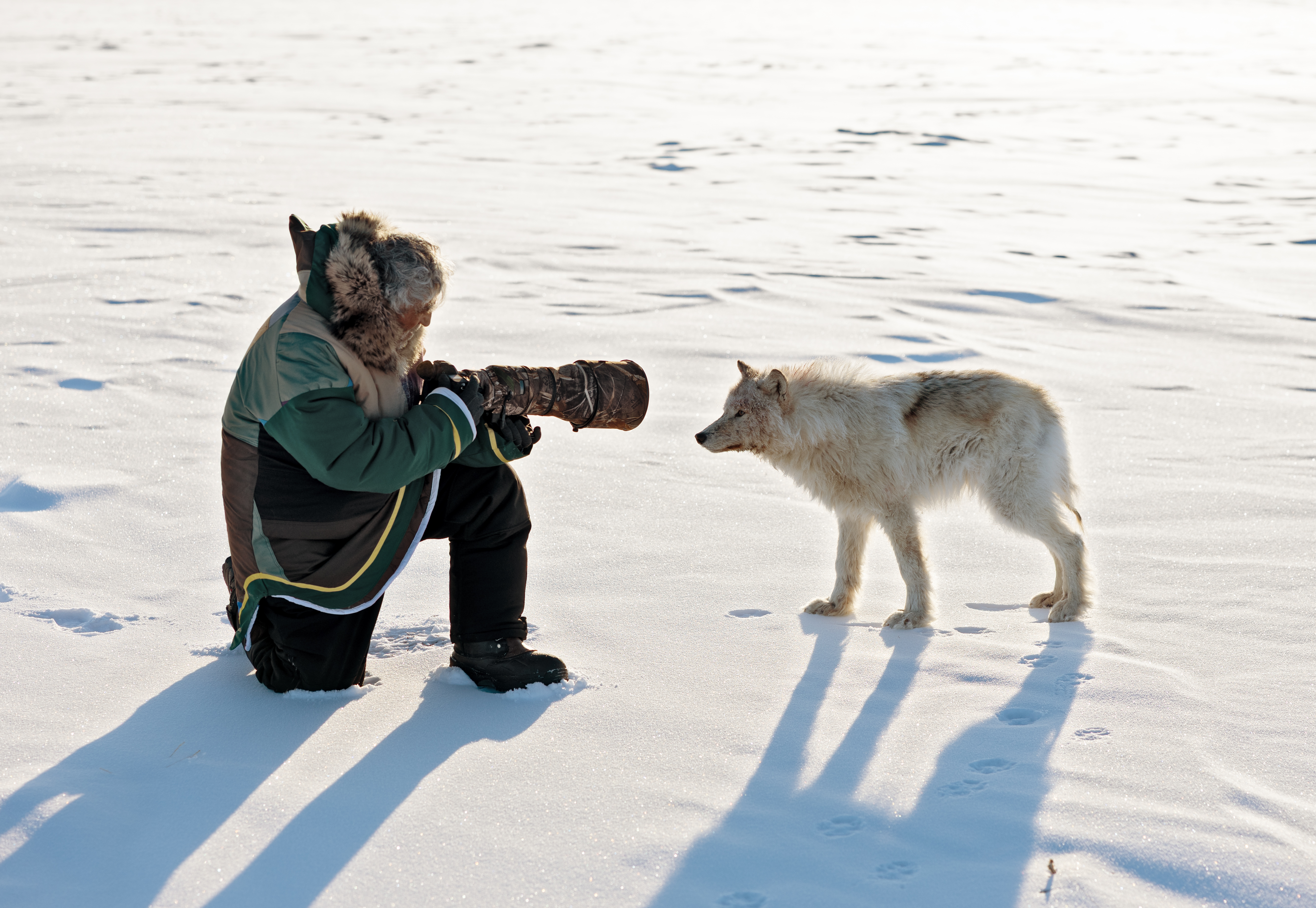 ARCTIC WOLVES - The Arctic's Most Elusive Predator