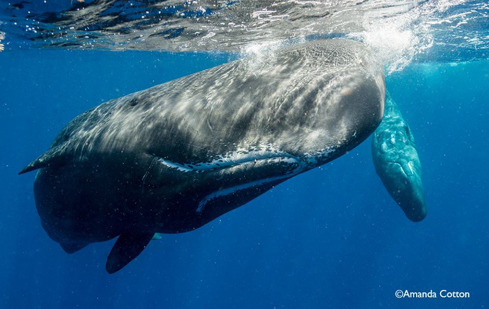 Sperm Whales In Dominica - Experience Big Animals