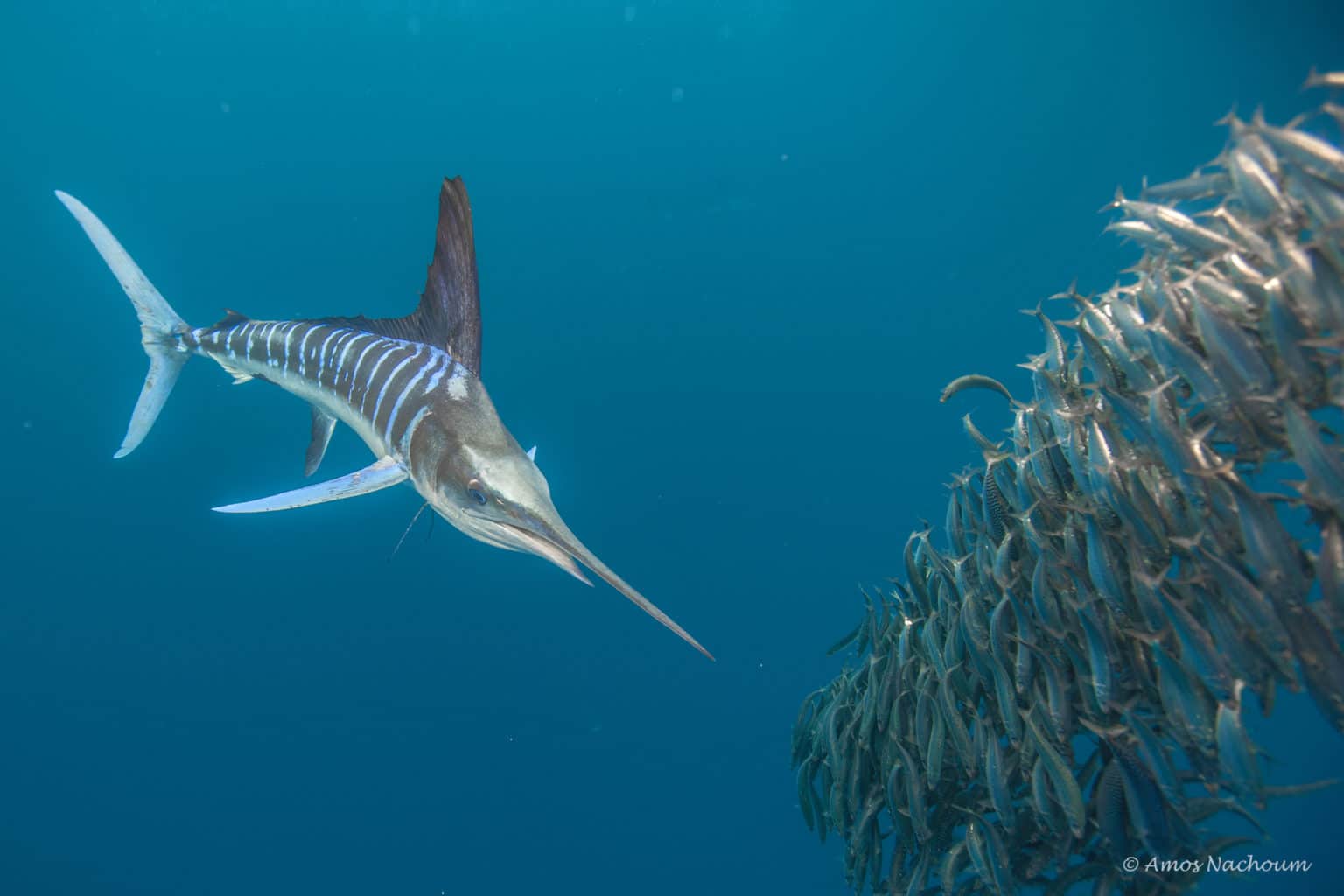 Striped Marlin Photo Expedition - Adventure Travel and Nature Photography