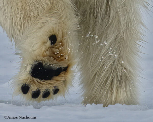 Polar Bears — Svalbard Cruise - Image 8
