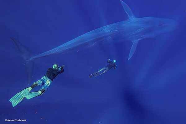 blue whale timor leste workshop