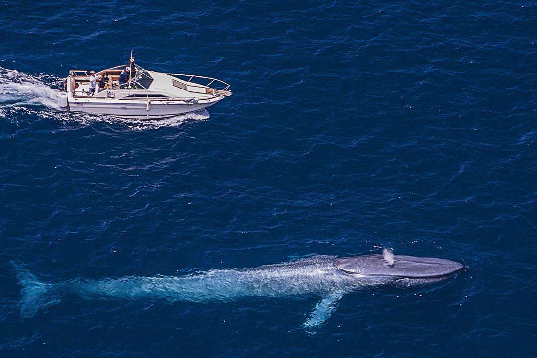 Blue Whales And Blue Sharks In San Diego Adventure Travel And