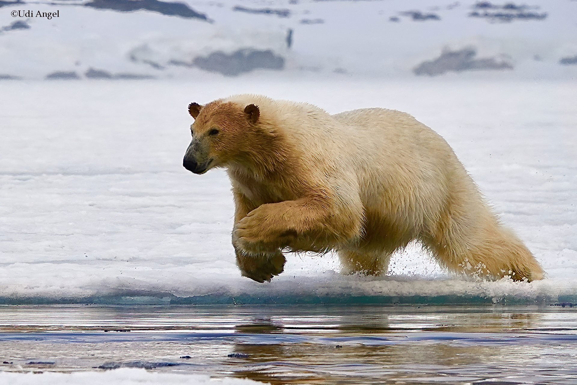 7_Polar bear sprung for action
