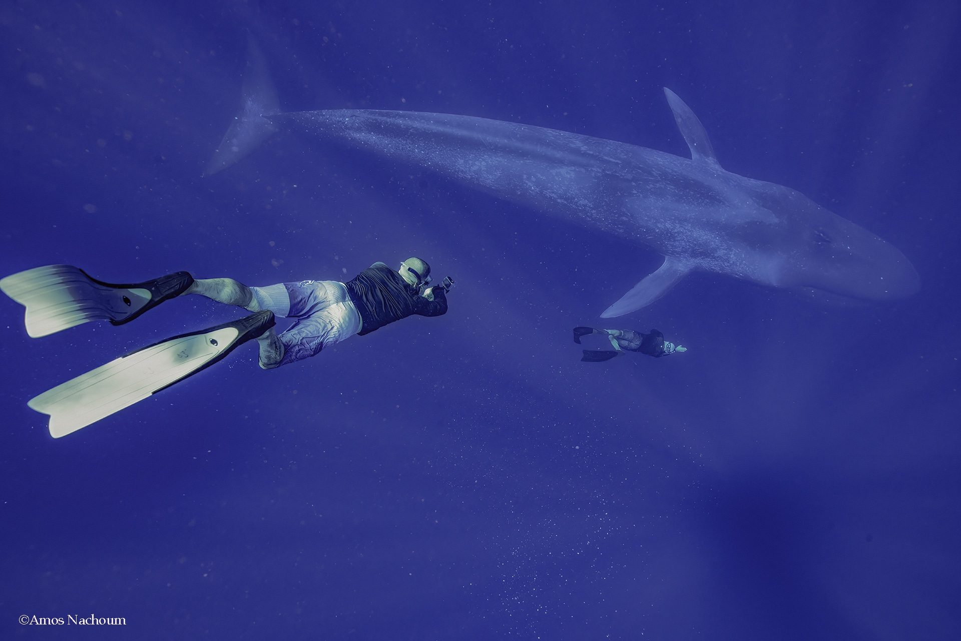 Blue whale and two divers II copy