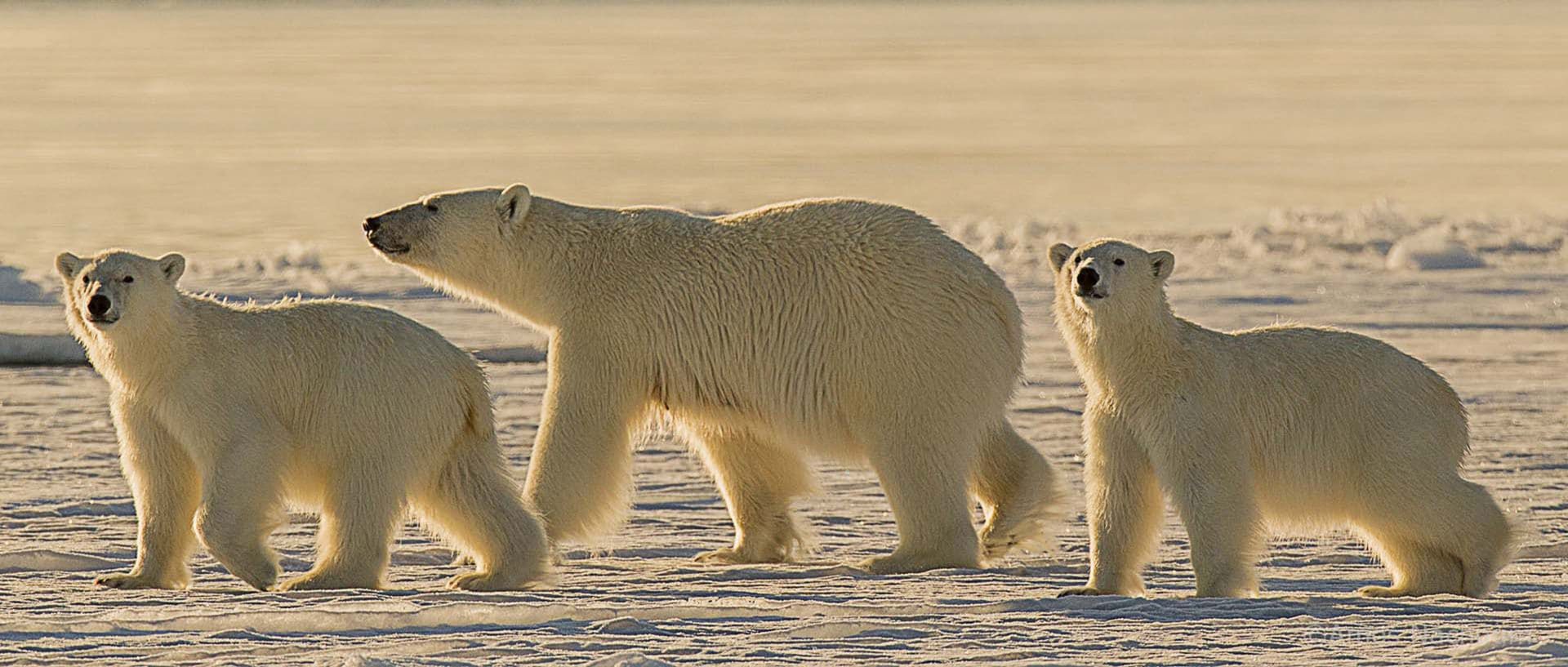 Polar Bears in Svalbard - Experience Big Animals