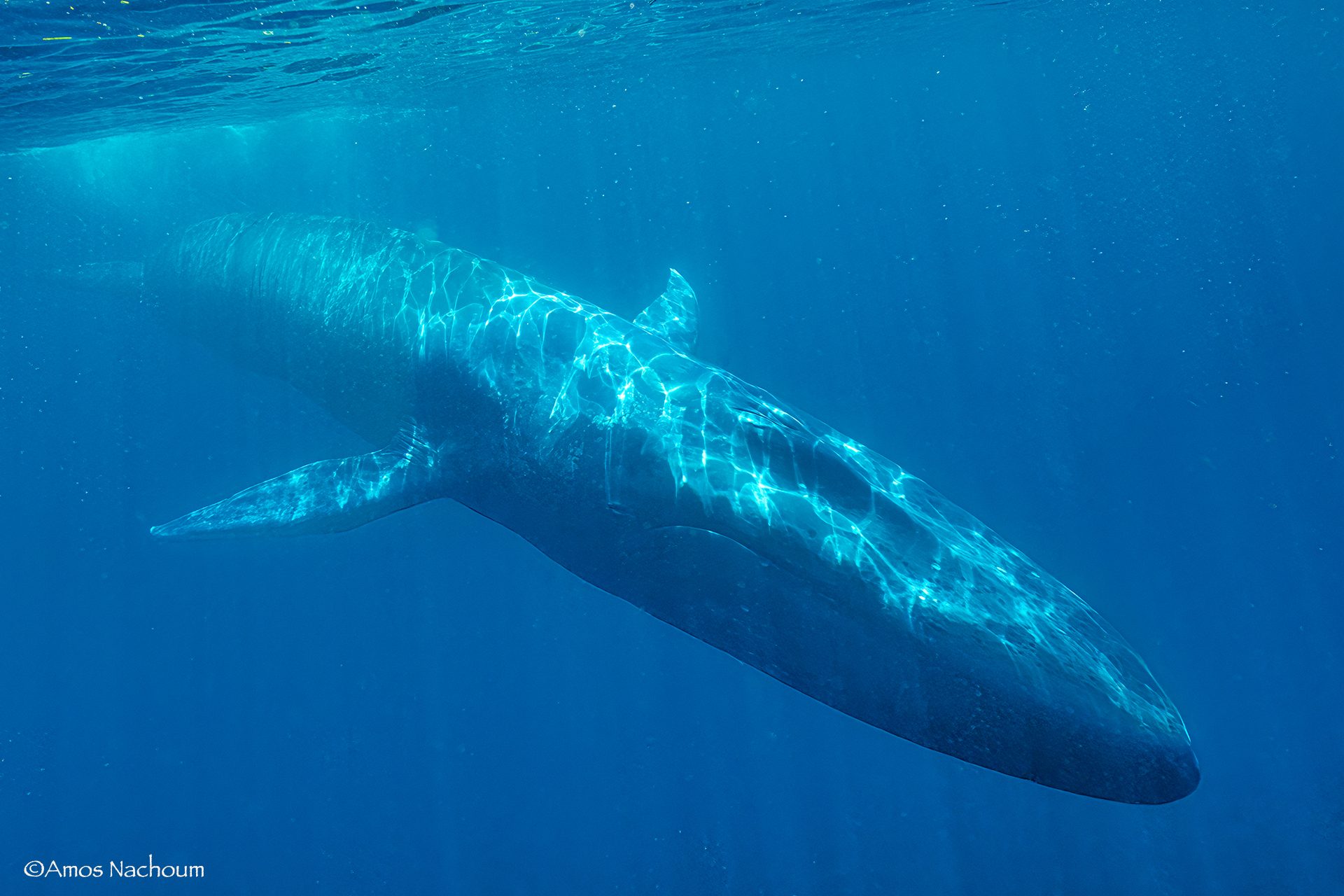 (s)Blue whale