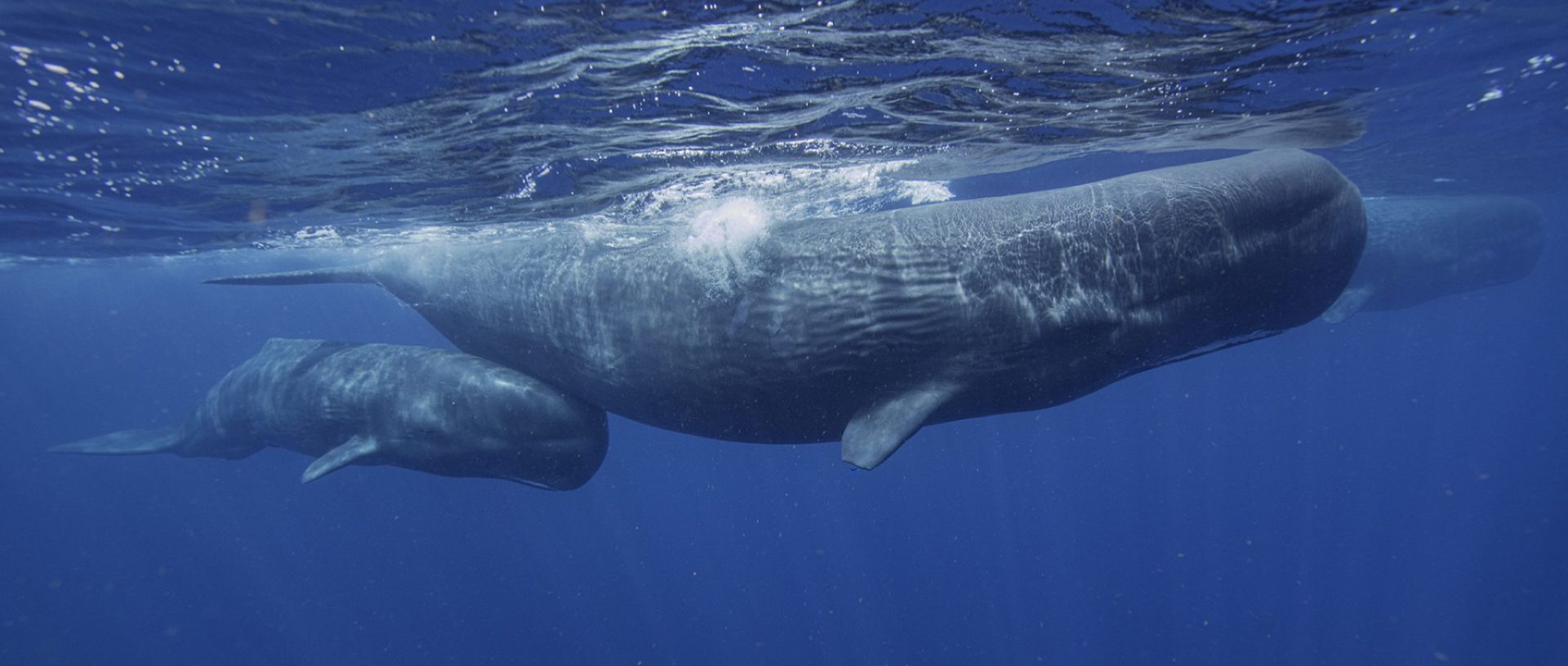sperm whale dominica hero
