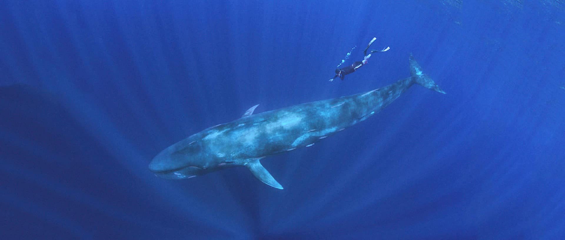 Blue Whales Sri Lanka