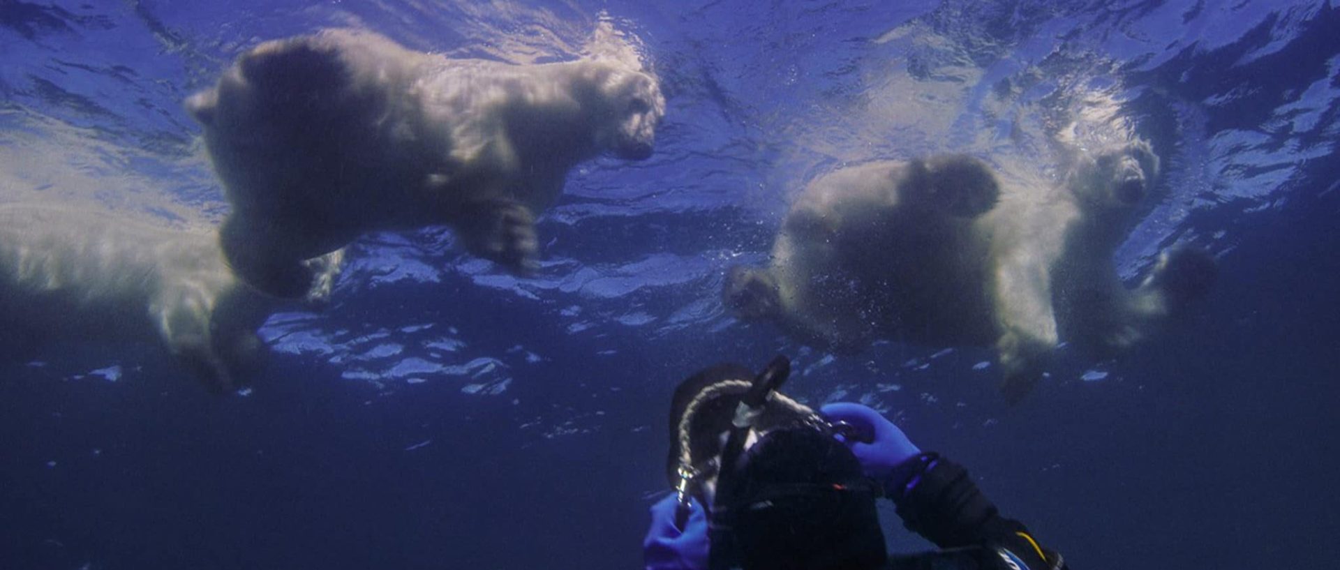 swim with polar bear