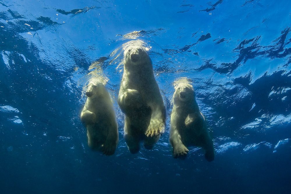 Swim with Polar Bears - Experience Big Animals