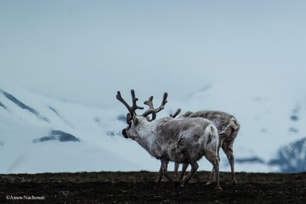 Polar Bears — Svalbard Cruise - Image 12