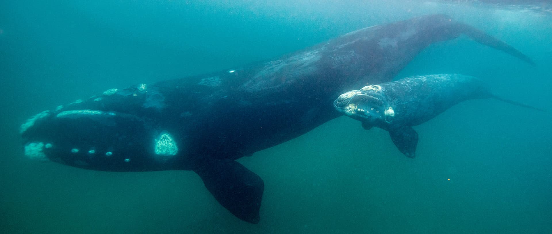 southern right whale breaching