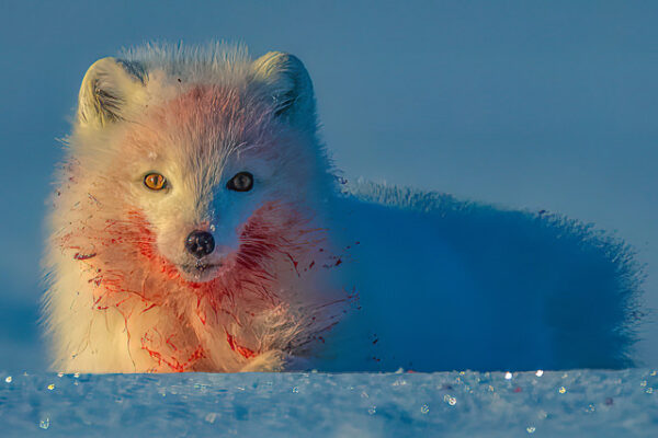 Polar Bears — Svalbard Cruise - Image 10