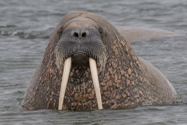 Polar Bears — Svalbard Cruise - Image 11