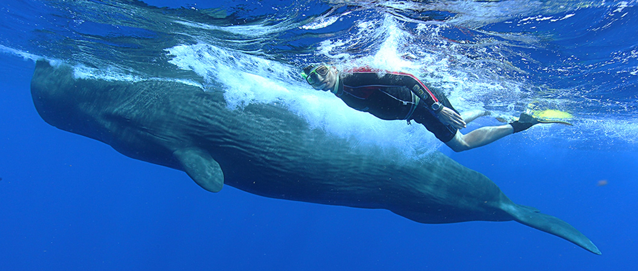 Sperm Whales In Dominica Adventure Travel And Nature Photography